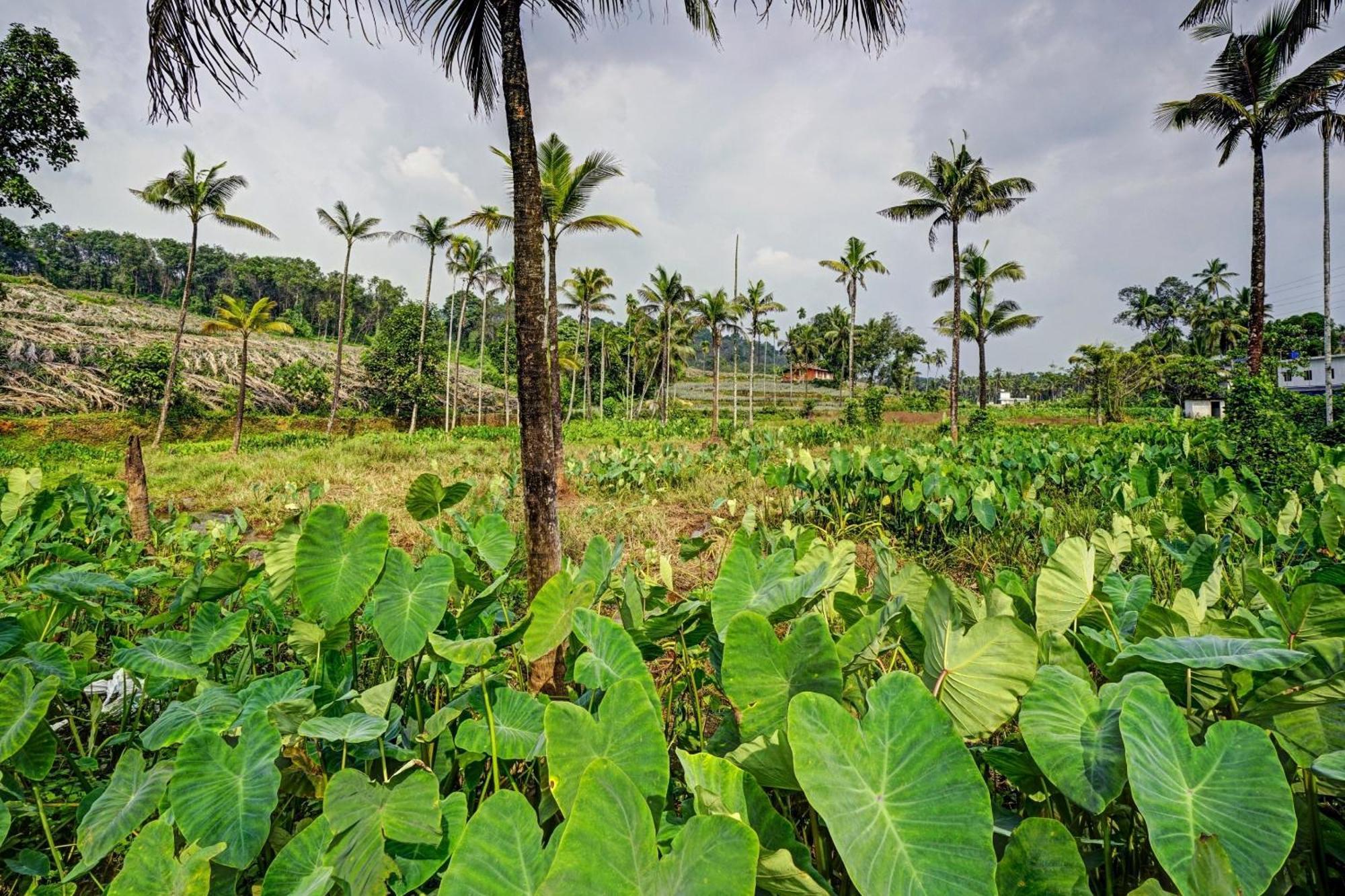 Spot On Shalom Palace Residency Neriyamangalam Eksteriør bilde
